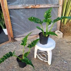 Philodendron Jungle Boogie Plant 8" Pot $10 Each