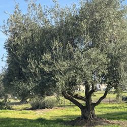 Olive Trees 