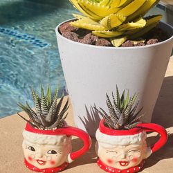 Mini Mug With Zebra Succulents 