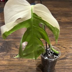 Variegated Albo 1 leaf Plant Cutting W/a 2nd Leaf About To Come Out W/aerial Root