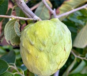 Cherimoya   Tree
