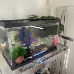 5.5 Gallon Fish Tank 