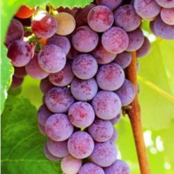 Grape  Vine