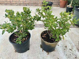 Privet Hedges