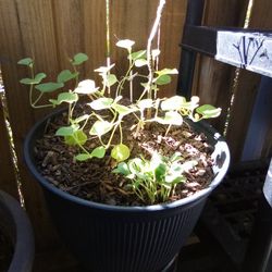 Sweet Texas Cantaloupe Nursery Plants 