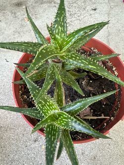 Aloe de colección en miniatura