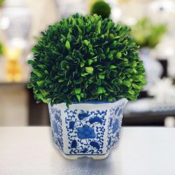 Galt International Preserved Natural Boxwood in Ceramic Pot - Plant and Table Centerpiece - Stunning Greenery and Plant Decor for Home - Blue & White 