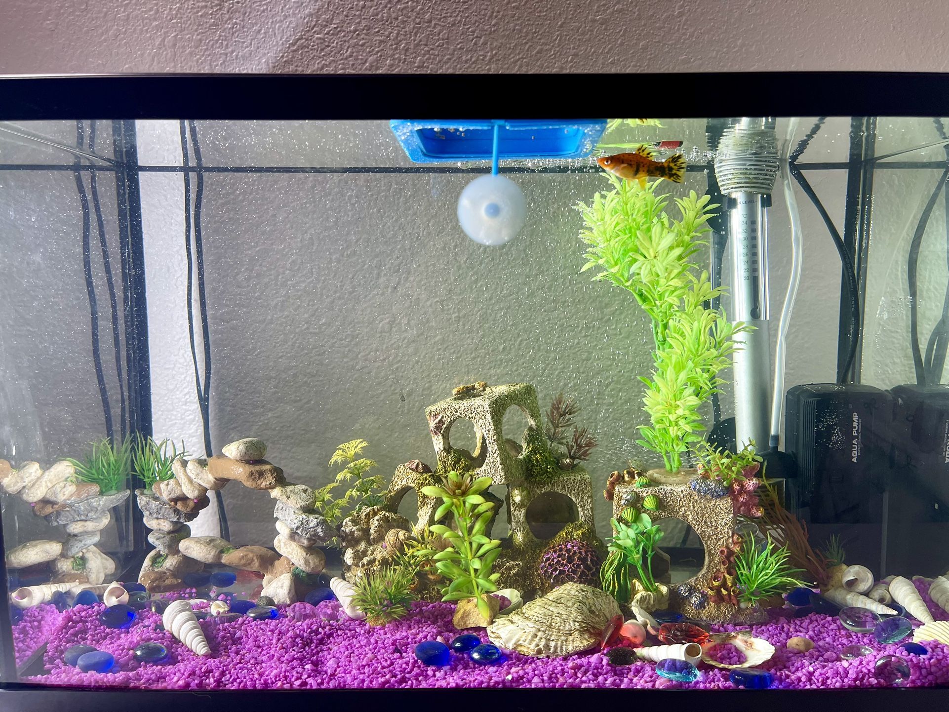 aquarium with all the accessories