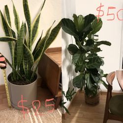 Plants With Pots