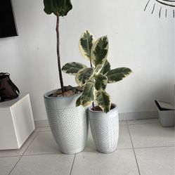Fiddle Fig Ficus Tree Indoor Plant 