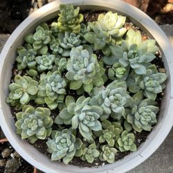 Sedums dasyphyllum “stonecrops” 