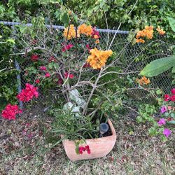 Large Terracotta Pots With A Plants