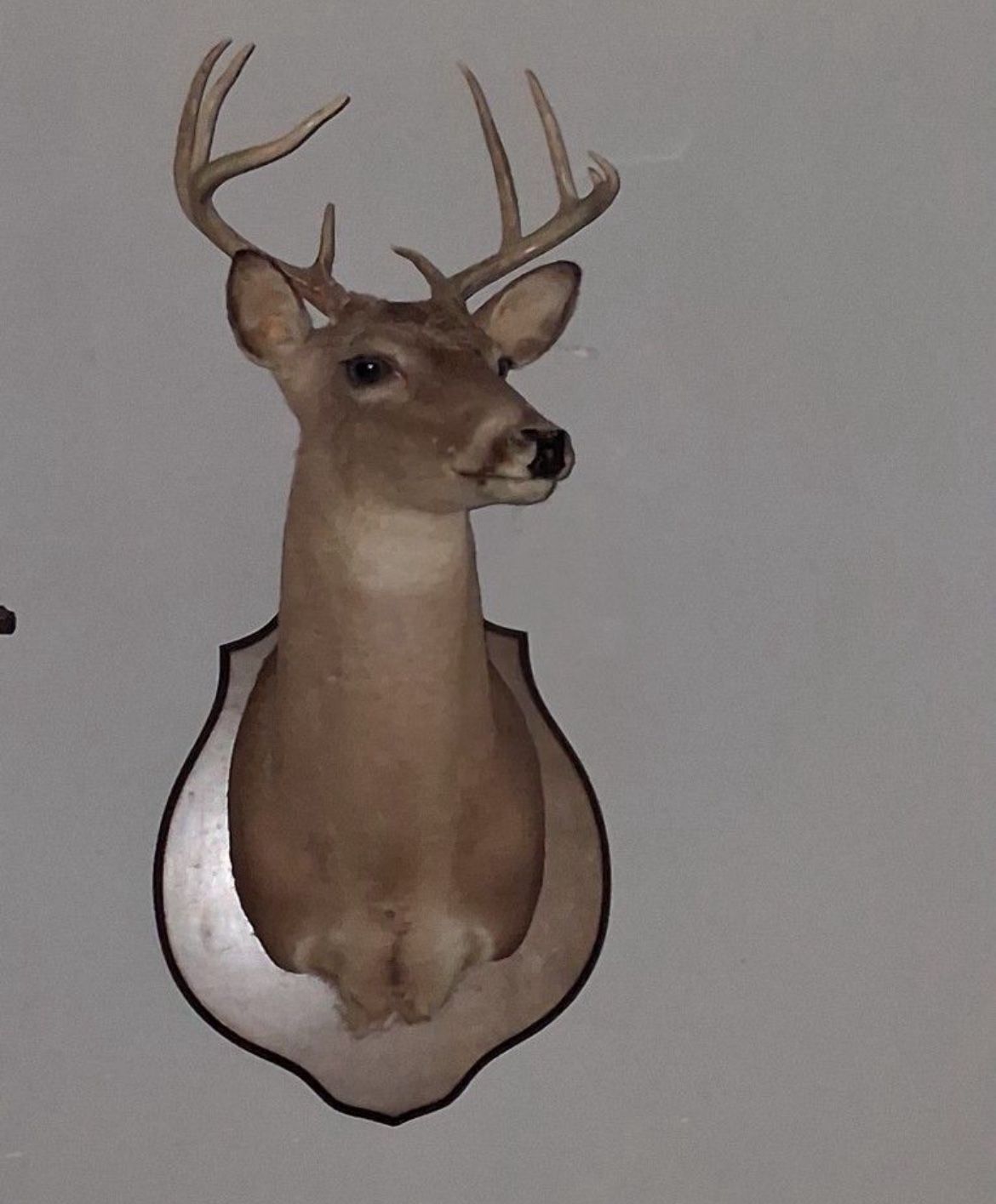 Deer Head
