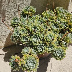 Selling more than 50 pots and shrubs together