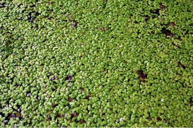 Duckweed
