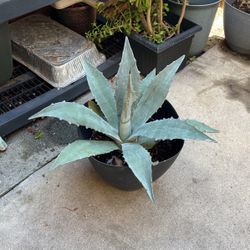 Agave Plant