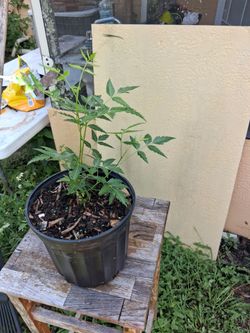 Neam plant