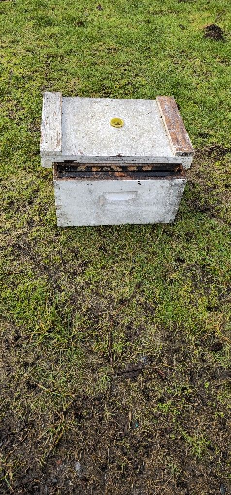 Bee Boxes