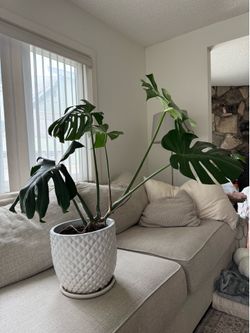 XL beautiful monstera plant  in a pot