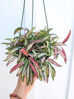 Hoya Wayetti Variegated Plant 6" Pot - Indoor House Plants