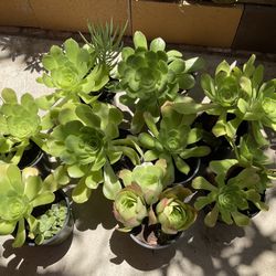 Aeoneums Green Rose Succulent Plants