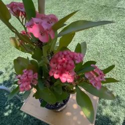 Corona De Cristo Euphorbia Millie Pink Color