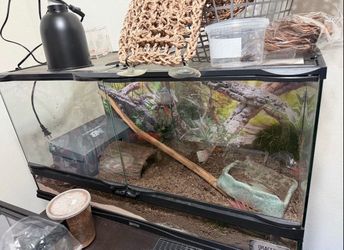 Reptile enclosure
