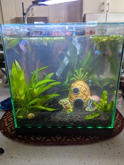 Entire Aquarium Setup Edgeless LED Tank