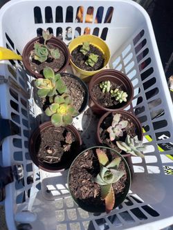 Succulents
