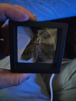 Catalpa sphinx moth framed specimen