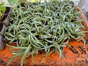 Spider Plants and Tomato Plants