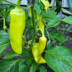 Organic Hungarian Hot Wax Pepper Seeds! 2026 SEASON EARLY RELEASE! 