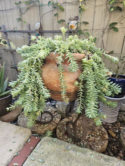 🌿 Large Donkey Tail Succulent (2ft x 2ft) – Mature & Full 🌿