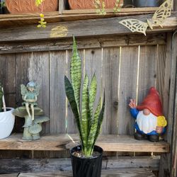 Indoor Mother-in-Law or Snake Plant