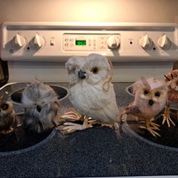 Five Decorative Owls