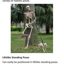 Life Size Posable Skeleton