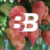 BotanicalBros