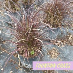 Fountain Grass $5