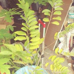 Sugar Apple Sweet Sop Custard Self Fruitful Plant In 1 Gallon Pot
