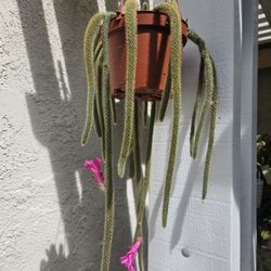 Blooming Rattail Cactus 