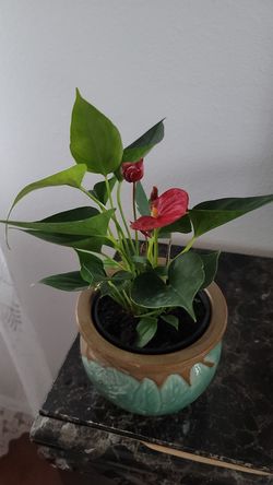Anthurium plants flower that will bring love to your home ceramic pot