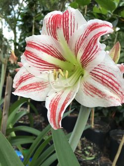 Amaryllis plants