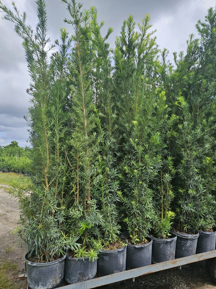 Podocarpus About 7 Feet Tall Instant Primary Hedge For Fence Green Full