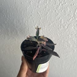 Pink Butterfly Kalanchoe Succulent
