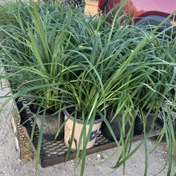 Plant, Flowers and Palm Tree
