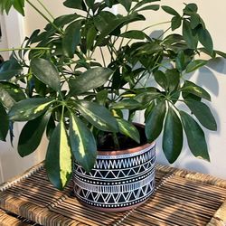 Umbrella Plant In Boho Plant Pot
