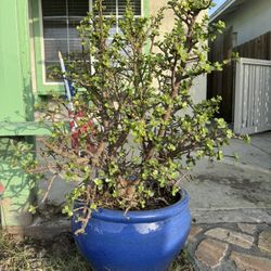 4’ Jade Plant In Blue Ceramic Pot