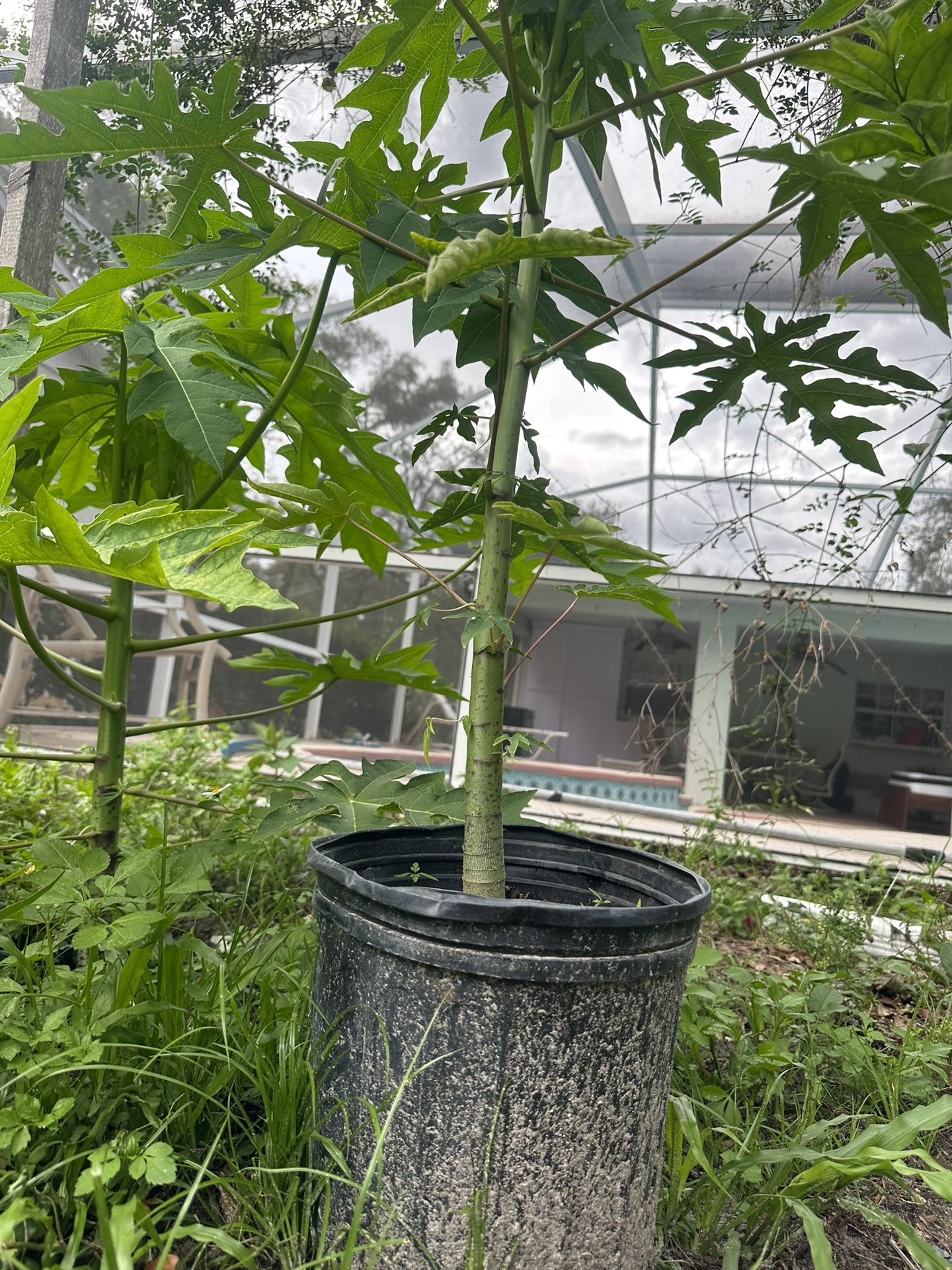 Papaya Tree
