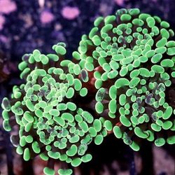 🐠🐡 Corals Los Angeles 