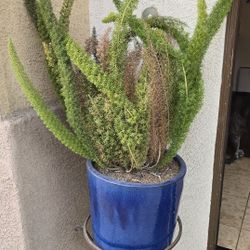 Plants with Porcelain Pots